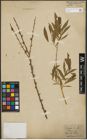 Foto von Salix purpurea L. x Salix viminalis L.